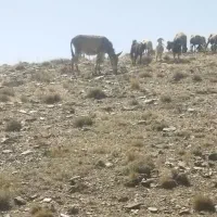 الاغ ماده
