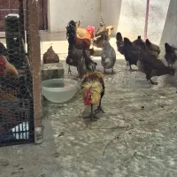 مرغ و خروس