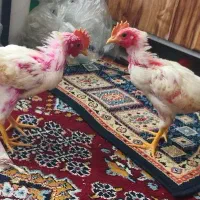 جوجه|حیوانات مزرعه|گرگان, |دیوار