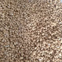 بادام کوهی تمیز