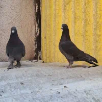 کبوتر|پرنده|تهران, امام حسین|دیوار