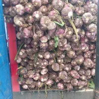 سیرعمده به قیمت زمین کشاورزی