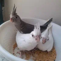 عروس هلندی