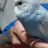 جوجه مرغ عشق