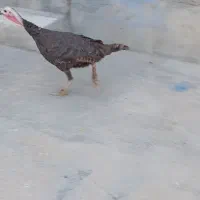 بوقلمون ماده کردی