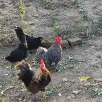 مرغ و خروس کوشین