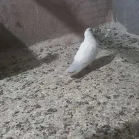 کفتر پرشی نر