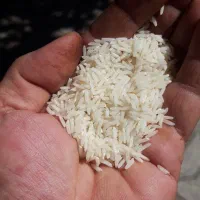 برنج دم سیاه مینودشت چهل چای ریگ چشمه