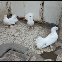 کفترای چتری|پرنده|قم, حاج زینل|دیوار