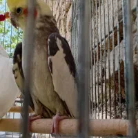 عروس هلندی مولد