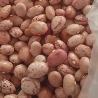لوبیا چیتی خمین