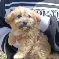 توله دو ماهه