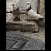 کبوتر گمشده