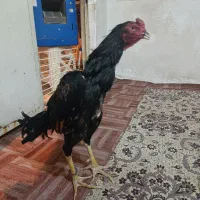 خروس لاری