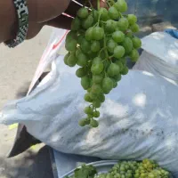 غوره دشمن زیاری بش درجه یک
