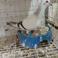 شامی ماده دورگ درجه یک بشرط