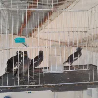 جوجه مینا فروشی
