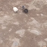 2تا جوجه ی خیلی خوب