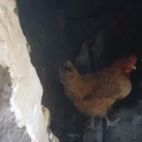 مرغ خروس محلی