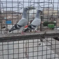 شامی و سبز گردن بلند گرگاتی