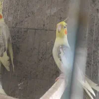 عروس هلندی ومرغ عشق انگلیسی درقلعه میر