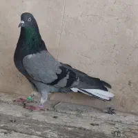 کفتر پر