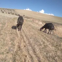 فروشی|حیوانات مزرعه|زنجان, |دیوار