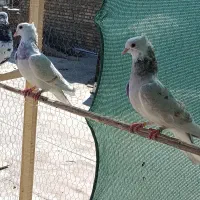 کبوتر مفلق هما کاکلی