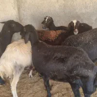 میش وبره شیشک گوسفند بره قوچ قره قزل وقزل وشال