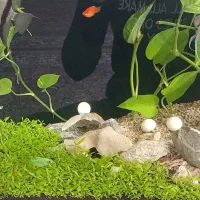 آکواریوم پلنت (کاملا طبیعی) شیشه خم