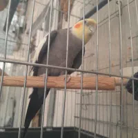 عروس هلندی سخن گو