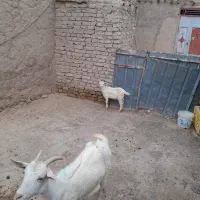 بز سانن شکم اول درجه یک