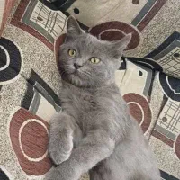 خواهان گربه ماده جهت جفت گیری
