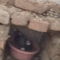 کبوتر گم شده