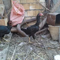 مرغ لاری|حیوانات مزرعه|مبارکه, |دیوار