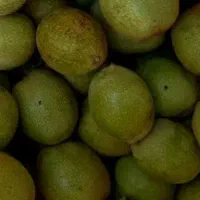 گردو سبز درشت تازه