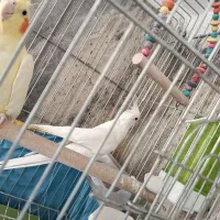 عروس هلندی