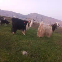 بعده|حیوانات مزرعه|ایذه, |دیوار