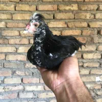 مرغ و خروس گلین