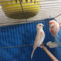 قناری جفت  اول پدر مادر موازیکی سرخ ۳جوجه