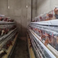 نیمچه مرغ گلپایگانی اصلاح نژاد