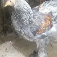 نیمچه پنج ماهه برهما بی اس و پورسلن