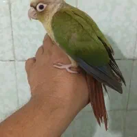 سلام دوعدد جوجه طوطی گرینجیک آناناسی
