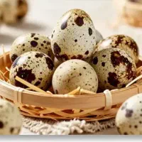 فروش تخم بلدرچین خانگی