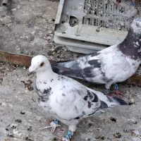 کبوتر نر و ماده سوسکی