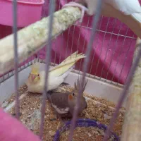 یه جفت عروس مولد دست دومش تخم کرده