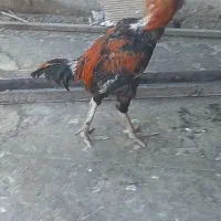 جوجه لاری