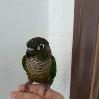 گرینچیک با مزه