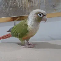 طوطی برزیلی سخنگو