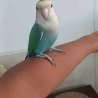 کوتوله گم شده